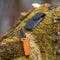 AdroitGoods Survival Zakmes Outdoor - G10 Handvat & D2 Staal - Veiligheidsoranje