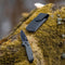AdroitGoods Survival Zakmes Outdoor - G10 Handvat & D2 Staal - Olijfgroen