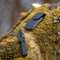 AdroitGoods Survival Zakmes Outdoor - G10 Handvat & D2 Staal - Zwart