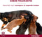 Advantix Spot On 600 Anti Vlooien en Teken Druppels Hond 40 - 60 kg 4 pipetten