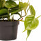 Decorum Duo Philodendron Brazil - Philodendron Scandens met potten Anna White – ↨ 15cm – ⌀ 12cm