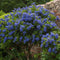 Plant in a Box - Ceanothus thyrsiflorus Repens - Voorjaarsbloei - Glanzend blad - Wintergroene struik - Pot 17cm - Hoogte 60-70cm