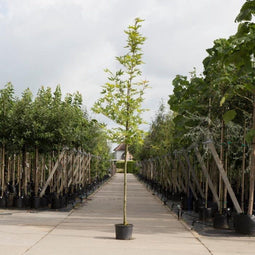 Oosterse plataan | Platanus orientalis 'Minaret' 6-10 cm | Bomenbezorgd.nl