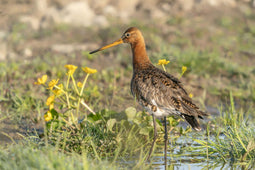 Customize it - Tuinschilderij limosa limosa 70x50