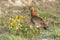 Customize it - Tuinschilderij limosa limosa 70x50