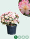 Rhododendron Percy wiseman | Rhododendron 'Percy wiseman' | Bomenbezorgd.nl