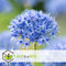 Plant in a Box - Allium Caeruleum - x80 - Blauwe Kogellook - Bloembollen voor Tuin, Terras of Balkon