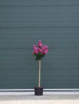 2 stuks! Lagerstroemia Berry Dazzle Lagerstroemia indica Berry Dazz...