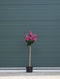 2 stuks! Lagerstroemia Berry Dazzle Lagerstroemia indica Berry Dazz...