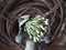 African flower green kunst