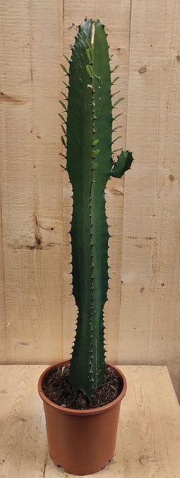 Afrikaanse Melkboom Euphorbia Trigona Cactus 70 cm hoog Groen kamer...