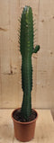 Afrikaanse Melkboom Euphorbia Trigona Cactus 70 cm hoog Groen kamer...