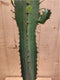 Afrikaanse Melkboom Euphorbia Trigona Cactus 70 cm hoog Groen kamer...