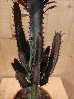 Afrikaanse Melkboom Euphorbia Trigona Cactus kamerplant