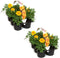 Afrikaantjes geel - 12 plantjes - dé beste buur planten voor in je moestuin