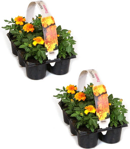 Afrikaantjes oranje - 12 plantjes - dé beste buur planten voor in je moestuin