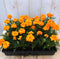 Afrikaantjes oranje - 12 plantjes - dé beste buur planten voor in je moestuin