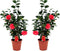Plant in a Box - Camellia Japonica - Set van 2 - Winterhard - Japanse Roos - Tuinplant - Pot 19cm - Hoogte 60-70cm