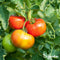 Tomatenzaden Pakket - 13 Soorten - Tomaten Zaden - Groentezaden - Tomaten - Moestuinzaden - Tomatenplant - Moestuin Pakket - Tomaat - Tomatenzaden - Organifer