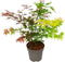 Plant in a Box - Acer palmatum 'Festival' - Japanse esdoorn Winterhard - Pot 19cm - Hoogte 60-70cm