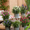 Plant in a Box - Buddleja Candy Little Ruby - Set van 2 - Buddleja davidii - Vlinderstruik Winterhard - Rode Bloemen - Pot 19cm - Hoogte 30-40cm