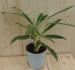 Aglaonema 30 cm