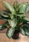 Aglaonema kamerplant