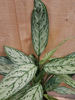 Aglaonema kamerplant
