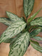 Aglaonema kamerplant