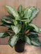 Aglaonema kamerplant