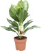 Aglaonema Silver Bay ↨ 45cm - hoge kwaliteit planten