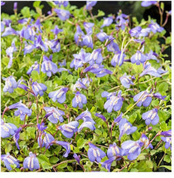 Moerings Mazus Reptans Blauw | Mazus | In 9CM pot