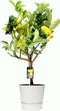 Citrus Hand of Buddha in ELHO outdoor sierpot Greenville Rond (wit) ↨ 80cm - hoge kwaliteit planten