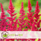 Plant in a Box - Astilbe - Mix van 6 - Pluimspirea - Wortelstokken - Robuuste bloeiende plant