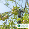 Grote appelboom Elstar Malus domestica Elstar 350 cm