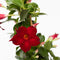Plant in a Box - Mandeville 'Rio Deep Red' - Dipladenia - Bloeiende tuinplant - Klimplant - Terras- en balkon plant - Pot 17cm - Hoogte 60-70cm