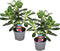 Plant in a Box - Adenium Obesum - Set van 2 - Woestijnroos Wit - Mooie bloemen en frisgroen blad - Pot 13cm - Hoogte 30-40cm