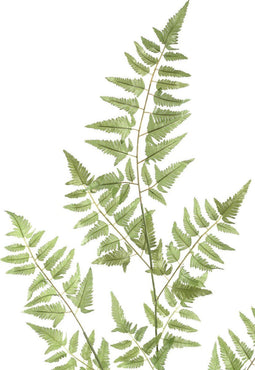 PTMD Fern Plant Varen Kunsttak - 81 x 30 x 165 cm - Groen