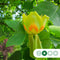 Tulpenboom | Liriodendron tulipifera | Bomenbezorgd.nl