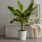 Plant in a Box - Musa Basjoo - Winterharde bananenplanten - Tuinbanaan - Pot 21cm - Hoogte 55-70cm