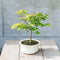 Japanse Esdoorn - Set van 4 - Acer 'Going Green' - Hoogte 25-40cm - ⌀10,5cm - Acer palm. Going Green P10,5 x4