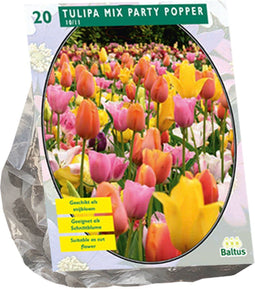 Tulipa Mix Party Popper per 20