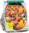 Tulipa Mix Party Popper per 20