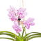 Plant in a Box - Vanda 'Botanica' in terracotta hangpot - Orchidee - Roze - ⌀12cm - Hoogte 50cm