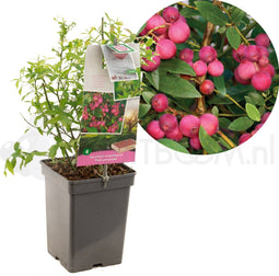 Vaccinium corymbosum Pink Lemonade