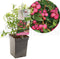 Vaccinium corymbosum Pink Lemonade