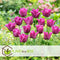 Plant in a Box - Tulipa Pastel Mix - Tulpenbollen x40 - Bloembollen voor Tuin, Terras of Balkon