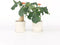 Plant in a Box - Jatropha Podagrica - Set van 2 - Bloeiende Tropische Kamerplanten - Pot 13cm - Hoogte 25-45cm
