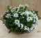 Rieten mand zomerbloeiers wit dia. 30 cm