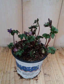 3 stuks! Anemoon Waterntuin Natuurlijk